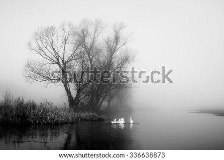 Geese in fog. Flock of birds swims near shore of river under trees. Beautiful spring landscape in morning. Reflections in water. Black and white photo