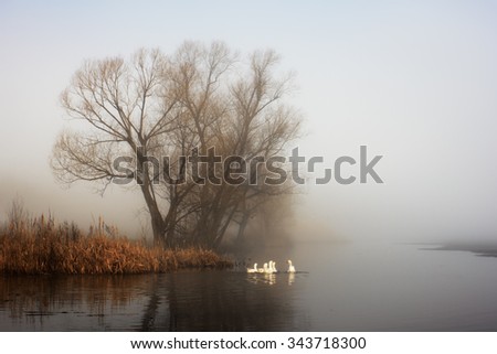 Geese in fog. Flock of birds swims near shore of river under trees. Beautiful spring landscape in morning. Reflections in water