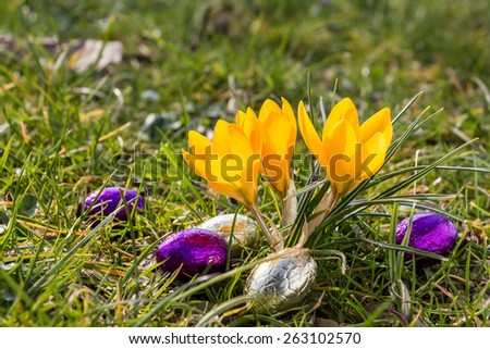 Spring Easter eggs and yellow Crocus flowers in the sun