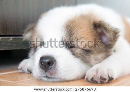 close up cute Thai bangkaew sleeping puppy