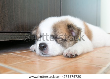 close up cute Thai Bang Kaew sleeping puppy