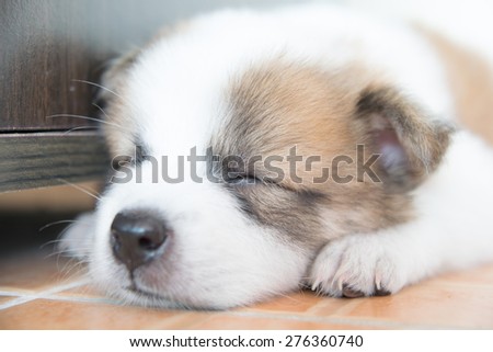 close up cute Thai bangkaew sleeping puppy