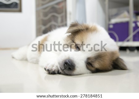 close up cute Thai Bangkaew sleeping puppy