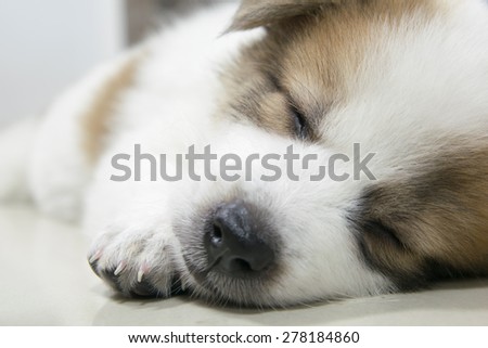 close up cute Thai Bangkaew sleeping puppy