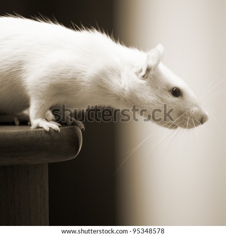 White rat sitting on a table