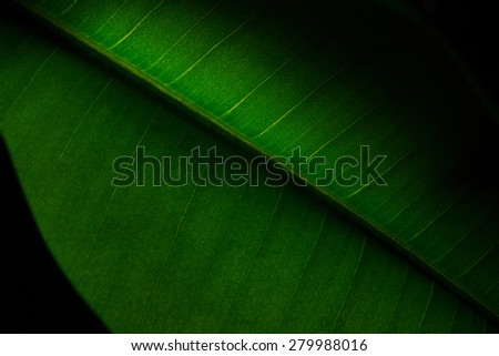 Closeup of a ficus leaf, nice for background. Post processing effects (blur, sharpening, noise reduction, tint) are applied to the image to make it more suitable for the Abstract/Background category.