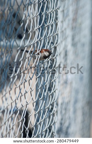 Chain-link fence is perfect vantage point for this Sparrow.