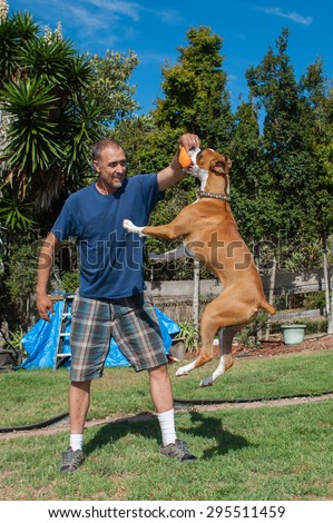 Energetic Boxer puppy jumps to retrieve toy.