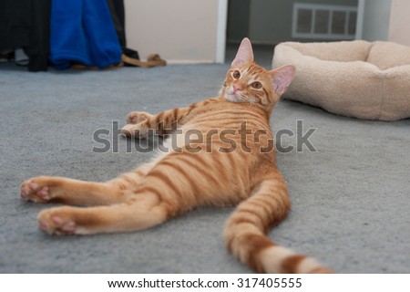 Striped kitty reclining on floor looking back.