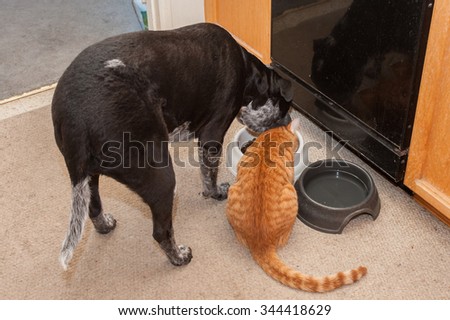 Top view of Tabby cat and Pitbull dog sharing food bowl.