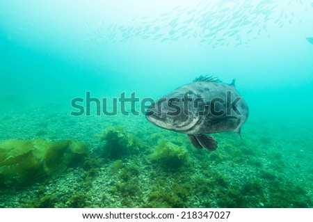 black sea bass (Centropristis striata) in Channel Islands, Ca