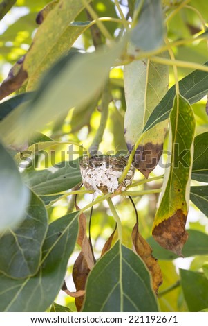 empty Hummingbird nest