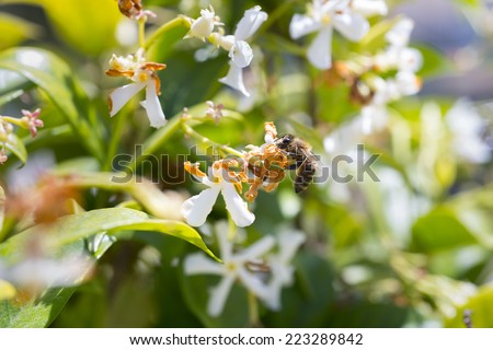 Western honey bee or European honey bee (Apis mellifera) on flower
