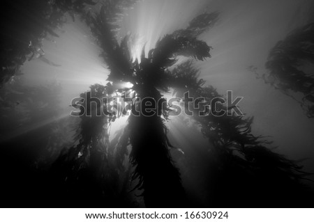 Giant Kelp (Macrocystis pyrifera) forest in Southern California