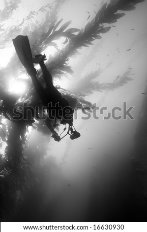 Underwater Photographer in Giant Kelp (Macrocystis pyrifera) forest in Southern California