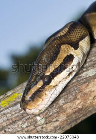 Closeup of Ball Python (Python regius) head on branch outside