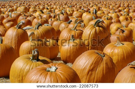 Never-ending pumpkin patch