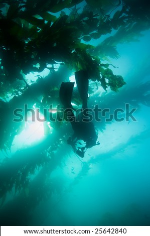 Underwater Diver & Photographer in Giant Kelp (Macrocystis pyrifera) forest
