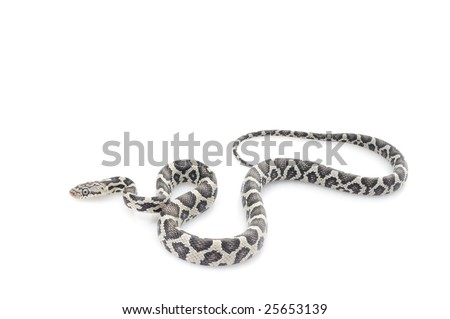 Anery Snake