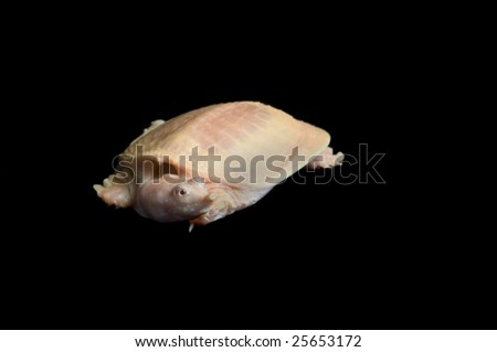Albino Chinese Soft-shell turtle (Pelodiscus sinensis)
