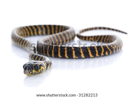 Jungle Carpet Snake Stock Photo 31282213 : Shutterstock
