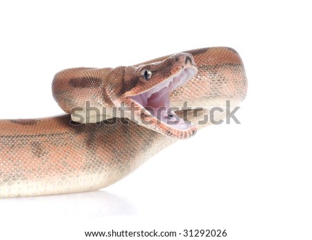 Hypo Colombian Red Tail Boa (Boa constrictor constrictor) isolated against white background