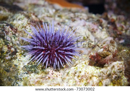 Solo purple Sea Urchin on reef