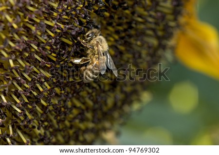Western honey bee or European honey bee (Apis mellifera) on sunflower
