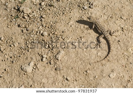 Lizard Sunning