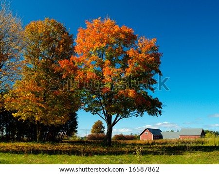beautiful country scenary barn fall trees grass and blue sky