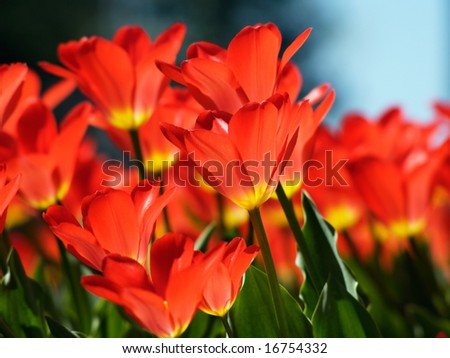 Beautiful red tulips on Canadian Tulip Festival in Ottawa