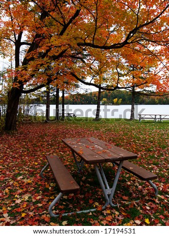 Autumn maple leaves fallen on the ground and a picnic table