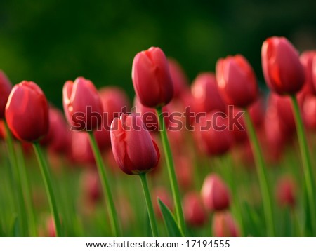 Beautiful red tulips on Canadian Tulip Festival in Ottawa