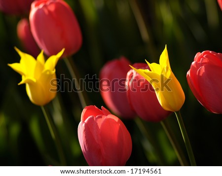 Beautiful tulips on Canadian Tulip Festival in Ottawa