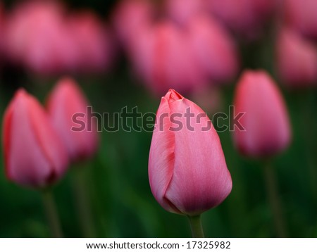 Beautiful tulips on Canadian Tulip Festival in Ottawa