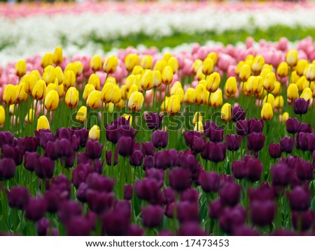 Colorful tulips on Canadian Tulip Festival in Ottawa