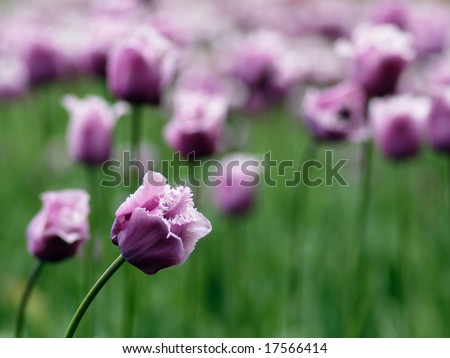 Beautiful purple tulips on Canadian Tulip Festival in Ottawa
