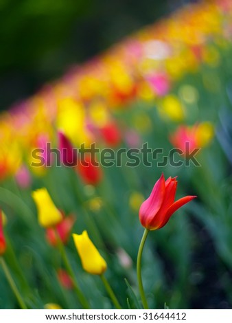 Colorful tulips on Canadian Tulip Festival in Ottawa