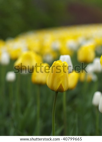 Yellow and white tulips on Canadian Tulip Festival in Ottawa