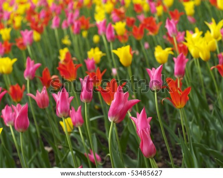 Colorful tulips on Ottawa Tulip Festival