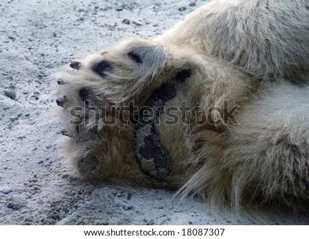 Paw of white polar bear