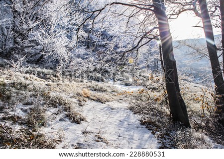sunny winter forest covered with frost, Ukraine, Carpathians