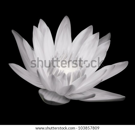 Flower Blossom. Lotus Exotic Plant