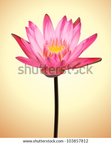 Oriental Flower Lotus. Vector Exotic Plant