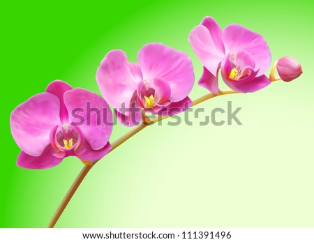 Orchid vector flower illustration. Tropical exotic flower