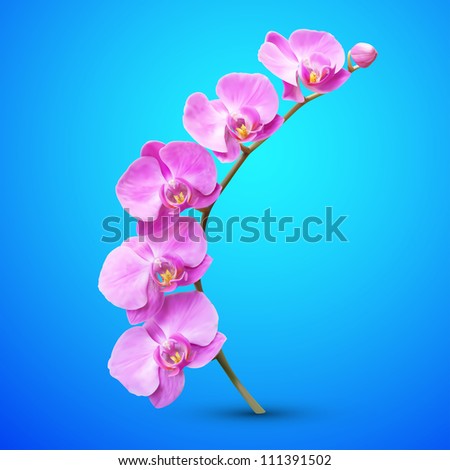 Orchid vector flower illustration. Tropical exotic flower