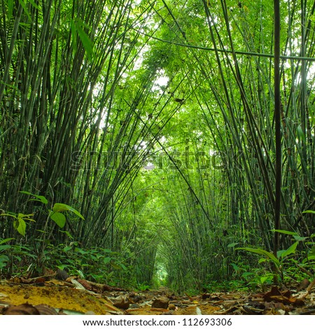 Bamboo forest. Jungle background in Thailand