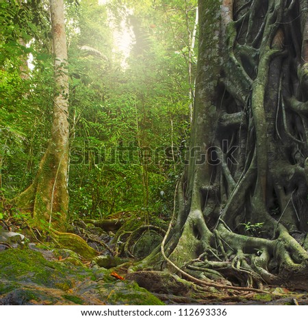Big Old Tree Trunk With Roots In Rain Forest. Jungle Landscape And Tropical Plants Environment