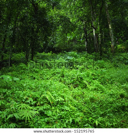 Jungle rainforest background. Dense tropic forest with fern and lush vegetation