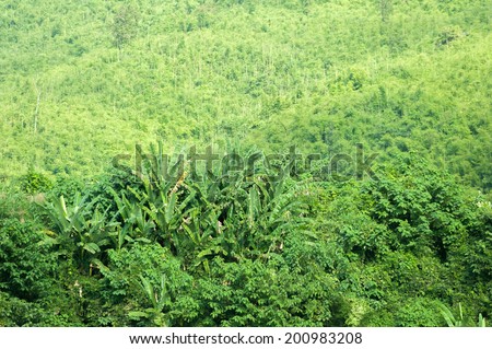 Green plants in tropical forest of rural Laos. Jungle on river banks of Mekong